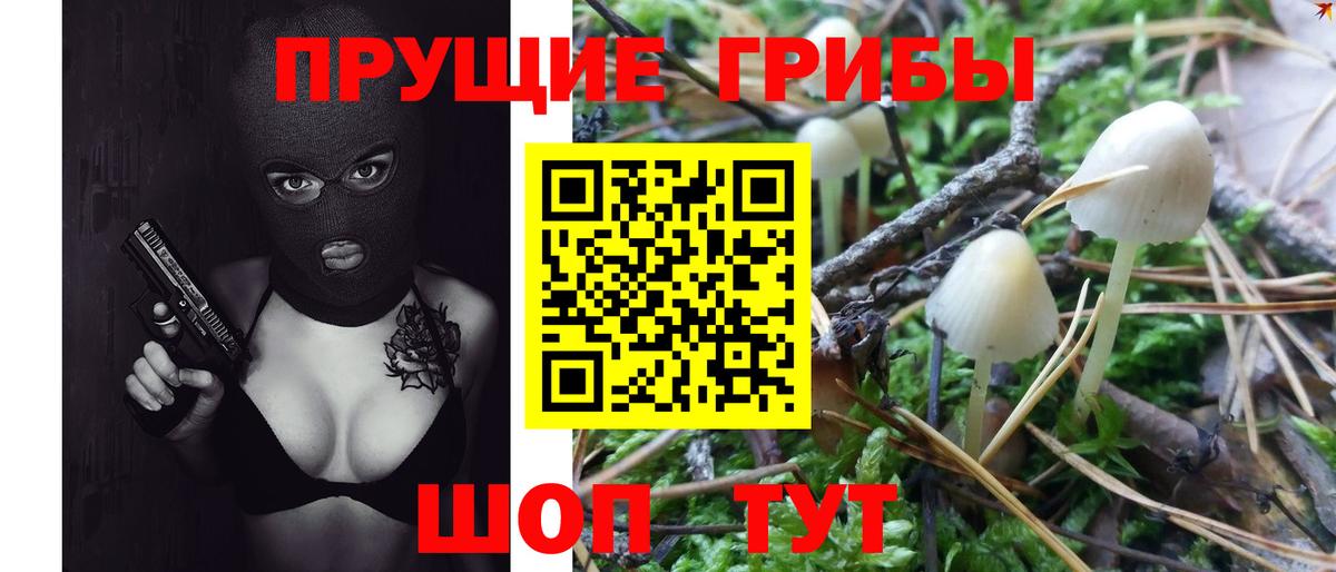 Псилоцибиновые грибы Psilocybine cubensis Советский